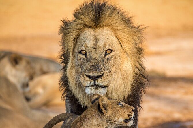 4 Day Safari- Tarangire,Ngorongoro and Serengeti - Serengeti National Park: Chasing the Migration Scale