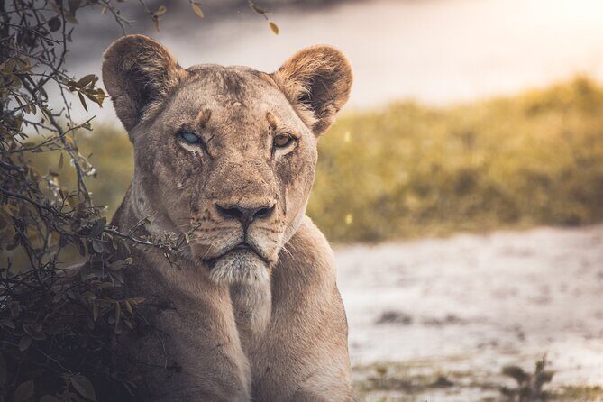 4 Day Safari- Tarangire,Ngorongoro and Serengeti - Lodging on the Route: Lodge Night One, Then Camp Nights