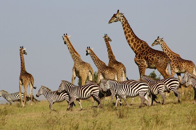 4 Day Safari- Tarangire,Ngorongoro and Serengeti - Price and Value: Is $3,984 Worth It?