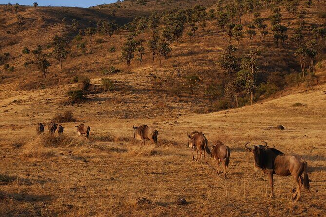 4-Day Safari to Tarangire, Serengeti and Ngorongoro from Arusha - Join a group - What the Included Meals and Sleeping Setup Mean for Real Comfort