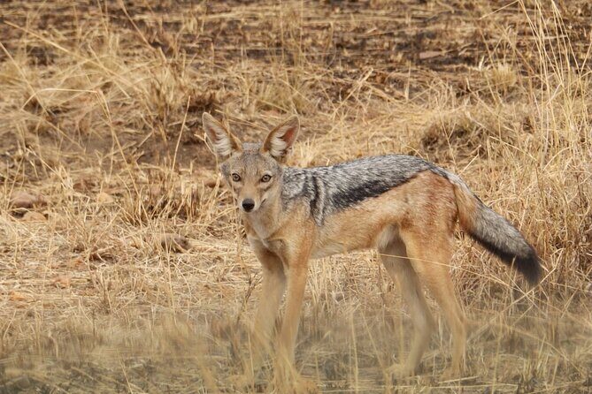 4 Day Serengeti and Ngorongoro crater - Day 3: morning drive, then the shift toward Ngorongoro