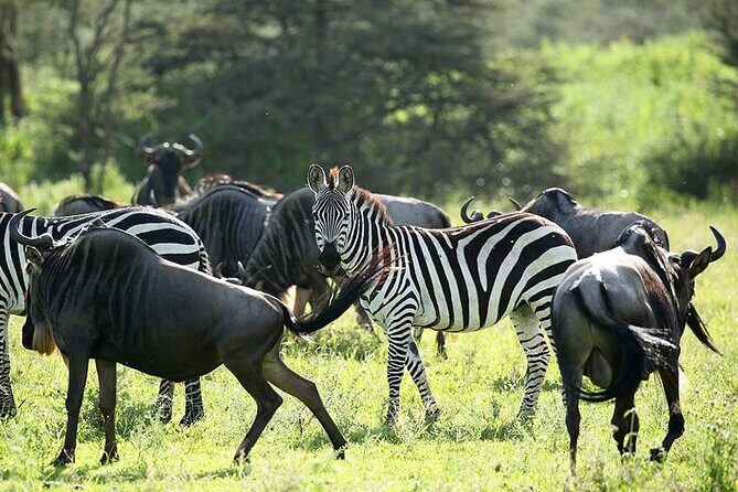 4-Day Serengeti, Ngorongoro, & Lake Manyara Budget Tour - Price and Value: What $1,317 Covers (and How It Compares)