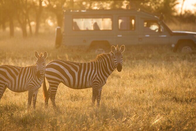 4-Day Serengeti, Ngorongoro, & Lake Manyara Budget Tour - Day 2 Full-Day Serengeti: Big Five Chances and Picnic Lunch