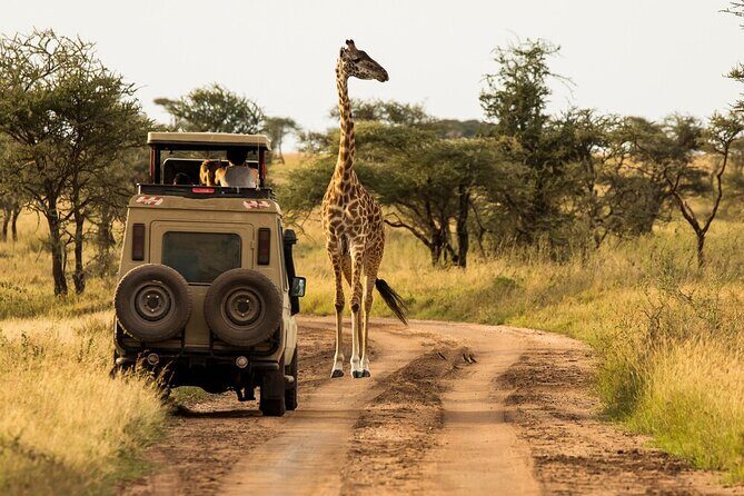 4-Day Serengeti, Ngorongoro, & Lake Manyara Budget Tour - Day 4 Lake Manyara: Flamingos, Tree-Climbing Lions, and a Late Return