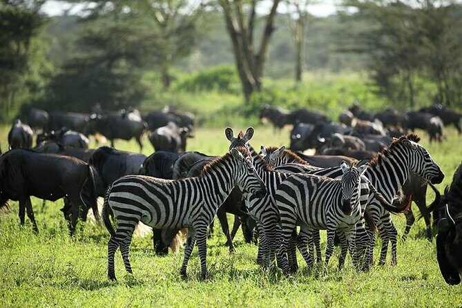 4-Day Serengeti, Ngorongoro, & Lake Manyara Budget Tour - Guides and Organization: What You Can Learn from Real Experiences