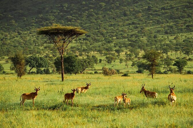 4-Day Serengeti, Ngorongoro, & Lake Manyara Budget Tour - Timing, Weather, and Wildlife Reality (So You Don’t Get Burned)