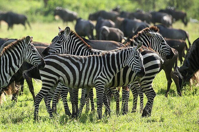 4-Day Serengeti, Ngorongoro, & Lake Manyara Budget Tour - What’s Included (and What You’ll Need to Budget For)