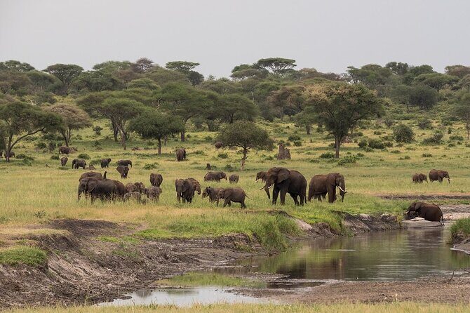 4-Day Serengeti, Ngorongoro, & Lake Manyara Budget Tour - Day 1 in Serengeti: Afternoon Game Drive and Serengeti Taji House