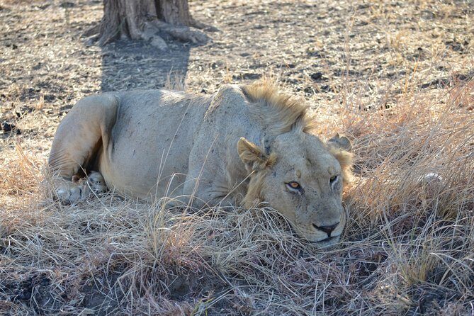 4 Day Serengeti & Ngorongoro Safari Wildlife Wonders of Tanzania - Private vs Joining Safari: Pick the Style That Fits You