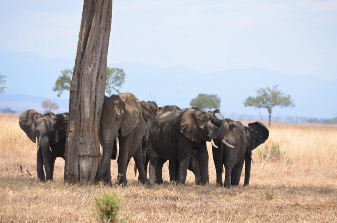 4 Day Serengeti & Ngorongoro Safari Wildlife Wonders of Tanzania - Serengeti Game Drives: Why the Morning Rhythm Works