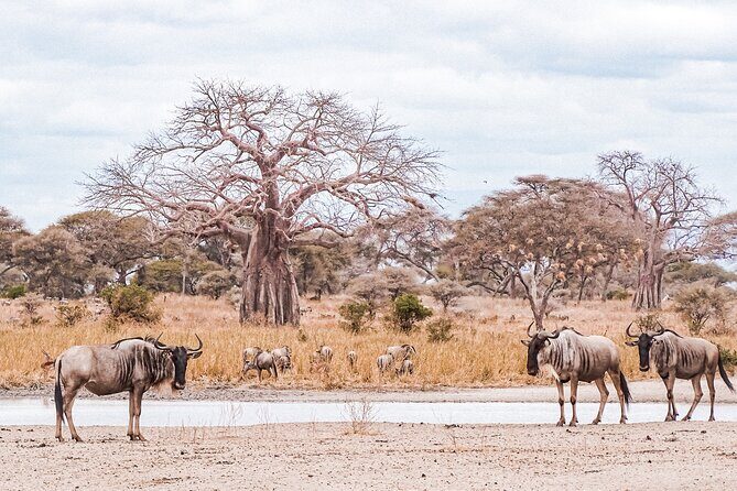 4-Day Shared Safari Tour with Complete Meals - Shared safari comfort: pickup, small group size, and how the days actually run