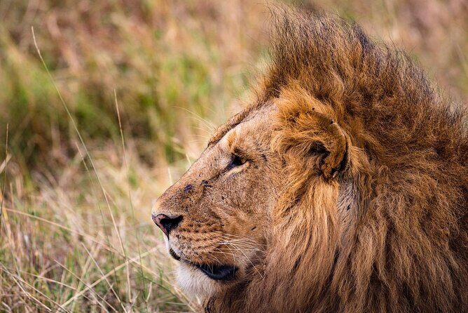 4-Day Simba Safari - Mid Range Tour - Day 1 at Lake Manyara: birds, woodland, and the tree-climbing lion bet