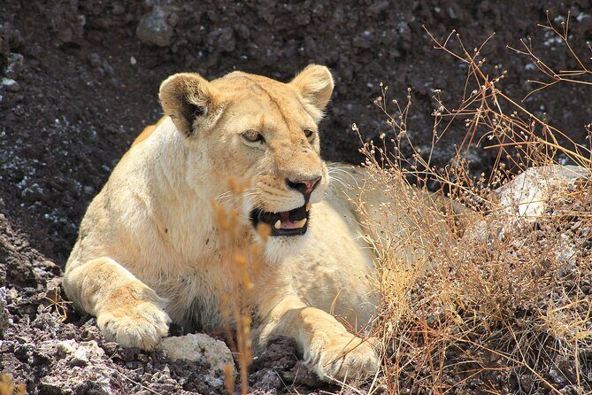 4 Day Tanzania Afordable Safari ft Two Night Serengeti - Before You Go: The “4 Days” Detail You Should Confirm
