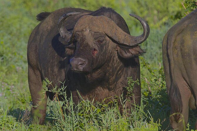 4 Day Tanzania Afordable Safari ft Two Night Serengeti - Lodges, Food, and “Full Board” in Real Terms