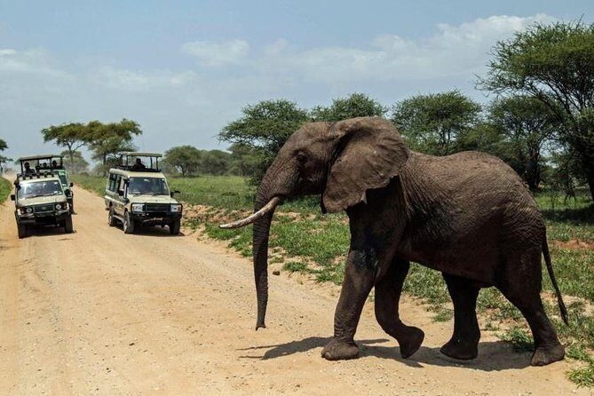 4-Day Tanzania Camping Safari to Lake Manyara, Serengeti, and Ngorongoro Crater - Day 2 in Serengeti: en-route drives plus a full park day