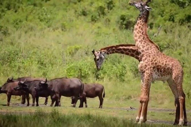 4-Day Tanzania Camping Safari to Lake Manyara, Serengeti, and Ngorongoro Crater - Day 4 in Ngorongoro Crater: crater-floor game drive and hippo pool lunch