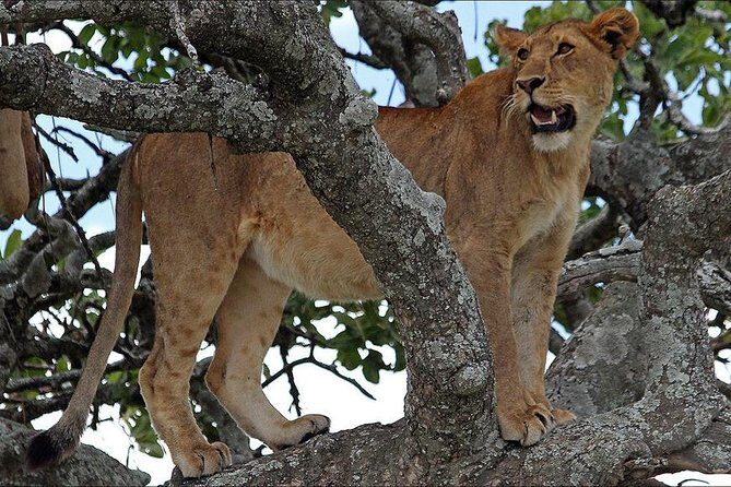 4-Day Tanzania Camping Safari to Lake Manyara, Serengeti, and Ngorongoro Crater - Day 1 in Lake Manyara: first game drive, picnic lunch, then camp
