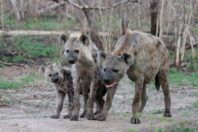 4 Day Tanzania Luxury Safari - Entering the Tanzania “big three” in a luxury rhythm