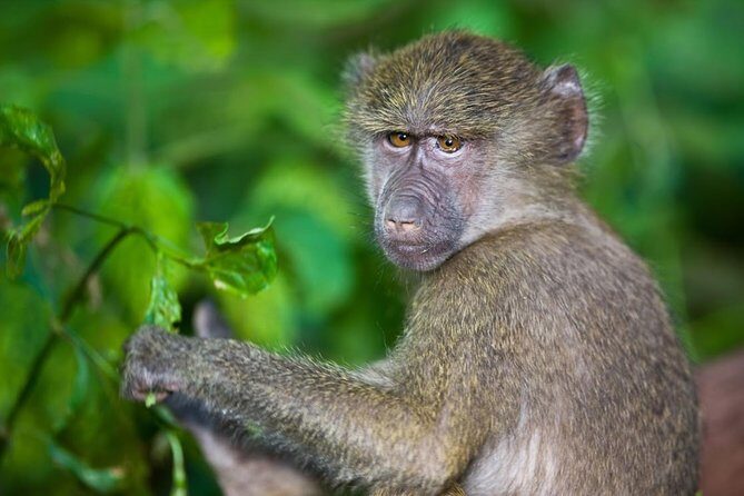 4 Day Tanzania Luxury Safari - Serengeti National Park near Seronera: where river water pulls wildlife close