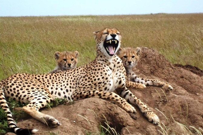 4 Day Tanzania Luxury Safari - Ngorongoro Crater: the 600-meter descent that changes everything