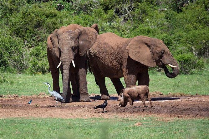 4 Day Tanzania Luxury Safari - Luxury lodges, solid meals, and the small comfort upgrades you feel