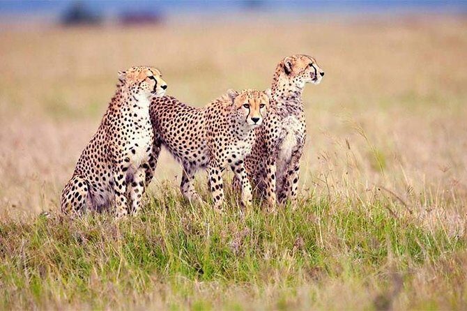 4 Day Tanzania Luxury Safari - Lake Manyara: baboons, tree-climbing lions, and a park that punches above its size