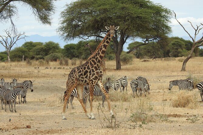 4-Day Tarangire, Serengeti, Ngorongoro Crater - Ngorongoro Conservation Area: The Crater Ring Meets Maasai Coexistence