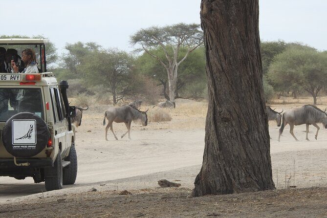 4-Day Tarangire, Serengeti, Ngorongoro Crater - Ngorongoro Crater Floor: Lions, Hippos, Flamingos, and a Bird List That Matters