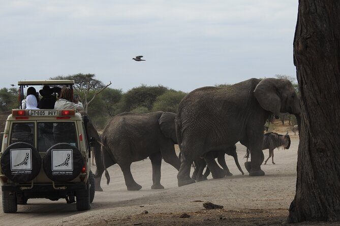 4-Day Tarangire, Serengeti, Ngorongoro Crater - Serengeti Afternoon Drives Across the Grasslands