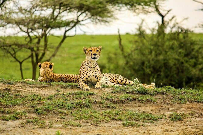 4 Day: Taste of Wildlife - Ngorongoro Crater Day 3: sunrise energy and a lodge base near the action