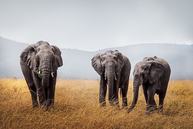 4 Day: Taste of Wildlife - Ngorongoro Crater Day 4: 25,000 animals, hippo lake breaks, and rhino hope