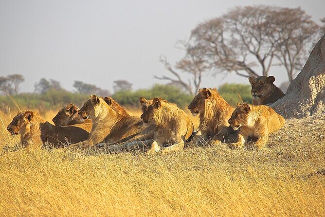 4 Day: Taste of Wildlife - What you actually get for $3,400 per person (and what you still need to budget)