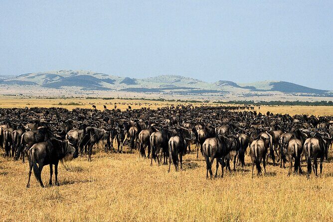 4 Day: Taste of Wildlife - Private safari comfort: why the vehicle and guide matter on long drive days
