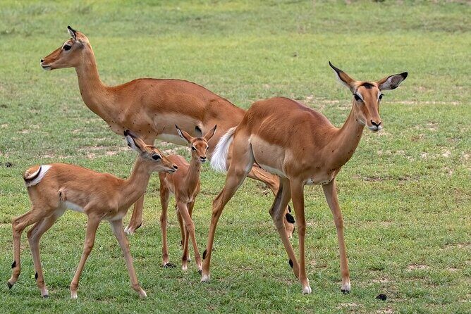 4 Day: Taste of Wildlife - Who this safari fits best, and who should think twice