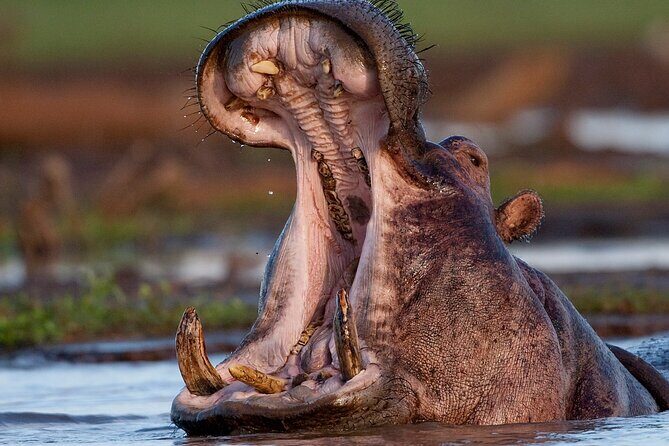 4 Day: Taste of Wildlife - Serengeti: endless plains, migration country, and big-cat chances