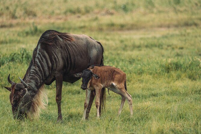 4-Day The Short of Tanzania Safari - Price and value: what $1,950 buys you in real terms