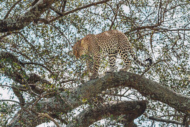 4-Day The Short of Tanzania Safari - Day 3: Serengeti half-day into Ngorongoro Conservation Area