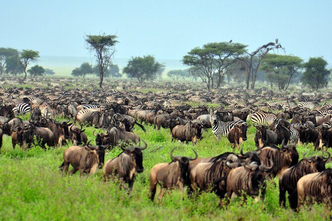 4-Day Tour to Tarangire, Serengeti and Ngorongoro - Day 2–3 Serengeti: Great Migration Country and Big Cat Spotting