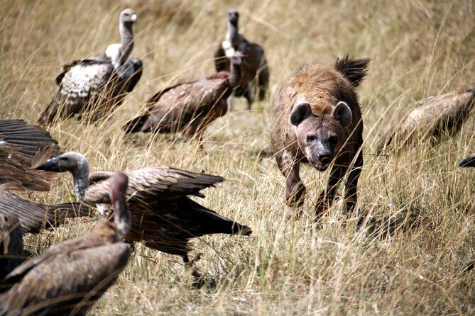 4-Day Tour to Tarangire, Serengeti and Ngorongoro - Day 4 Ngorongoro Crater: One Amphitheater, Many Wildlife Scenes