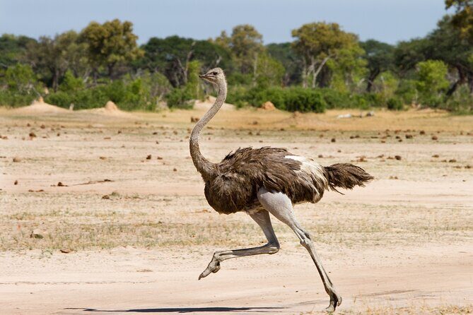 4-Day Tour to Tarangire, Serengeti and Ngorongoro - Guides, Food, and Pace: Why It Feels Well Run