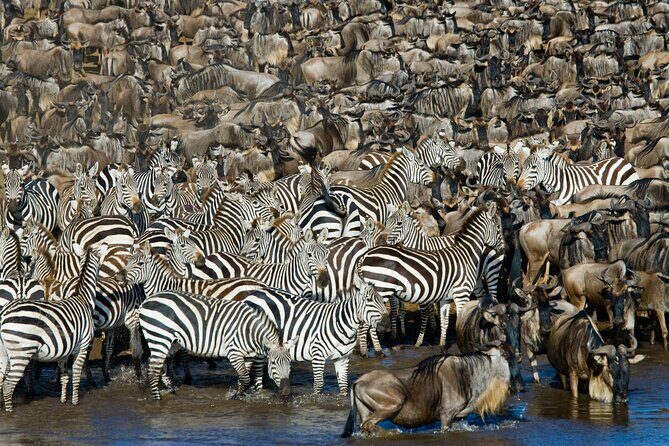 4-Day Tour to Tarangire, Serengeti and Ngorongoro - Wildlife Expectations: Big Five Dreams and Realistic Wins