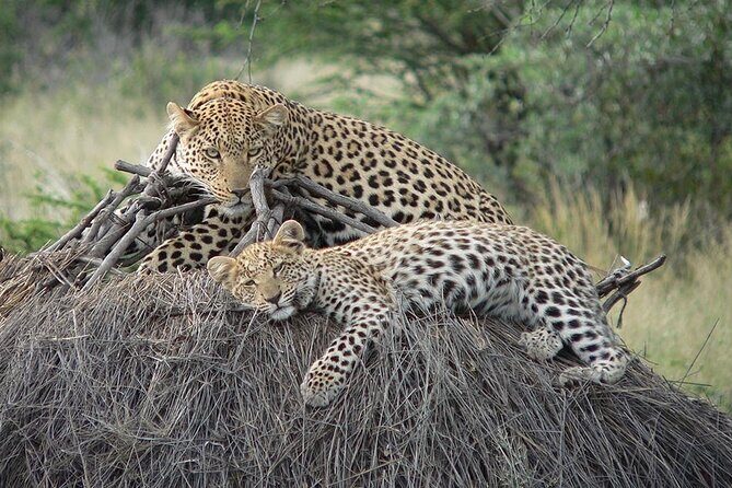 4 Days, 3 Nights Group budget Safari, Lake Manyara, Serengeti, Ngorongoro - Serengeti: the long driving day that’s also part of the magic