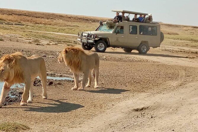 4 Days, 3 Nights Group budget Safari, Lake Manyara, Serengeti, Ngorongoro - Ngorongoro Crater Rim: switching gears after Serengeti