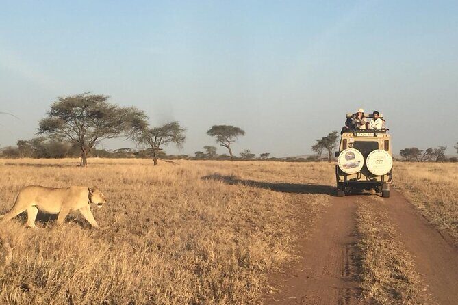 4 Days, 3 Nights Group budget Safari, Lake Manyara, Serengeti, Ngorongoro - Day 4 in Ngorongoro Conservation Area: a final drive, then back to Moshi