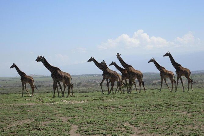 4 Days, 3 Nights Group budget Safari, Lake Manyara, Serengeti, Ngorongoro - Lake Manyara National Park on Day 1: your first game-drive “wake-up”