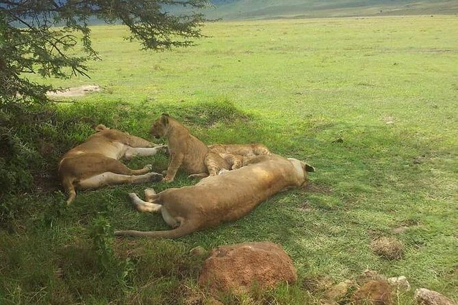 4 Days / 3 Nights Lake Manyara, Ngorongoro and Serengeti - Day 1 Lake Manyara: elephants, flamingos, and the tree-climbing twist