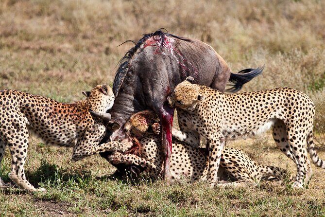 4 days 3 nights Safari- Tarangire, Serengeti and Ngorongoro Crater - Why Tarangire, Serengeti, and Ngorongoro in 4 Days Works