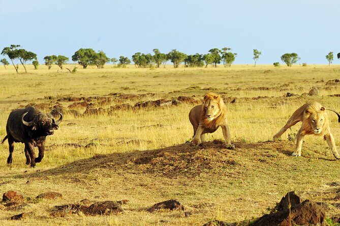 4 days 3 nights Safari- Tarangire, Serengeti and Ngorongoro Crater - Seronera mornings and sunset drives: the big-cat day