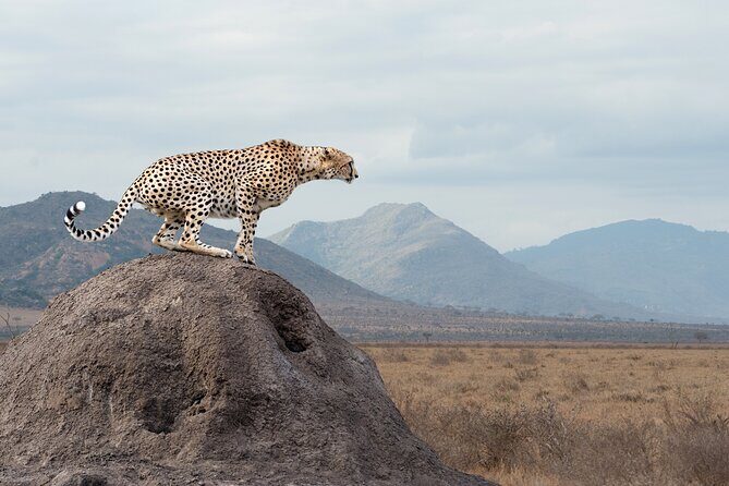 4 days 3 nights Safari- Tarangire, Serengeti and Ngorongoro Crater - Your guide and the real value of finding sightings first