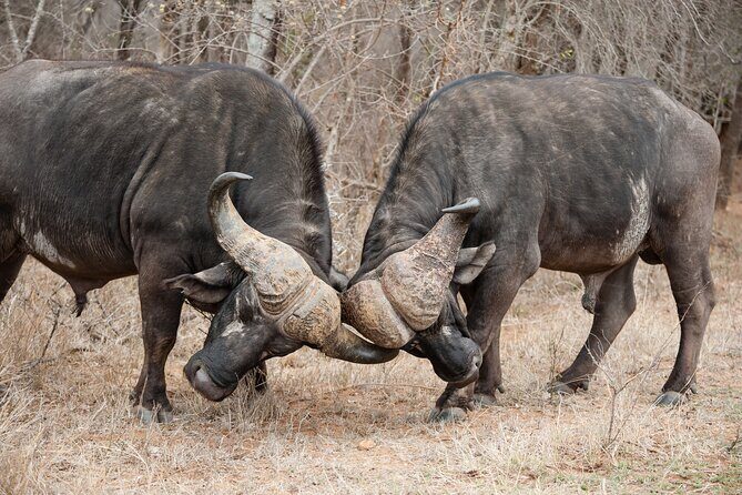 4 days 3 nights Safari- Tarangire, Serengeti and Ngorongoro Crater - Price and what $883.50 really buys you